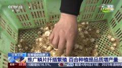 让麦田喝上“伶俐水”、百合种植新手艺